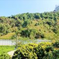 大埔 樟樹灘村