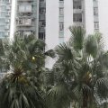 沙田 沙田第一城