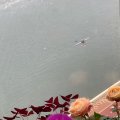沙田 碧涛花园