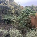 沙田 荟荞 2翼