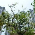 馬鞍山 錦鞍苑 A座 玉鞍閣