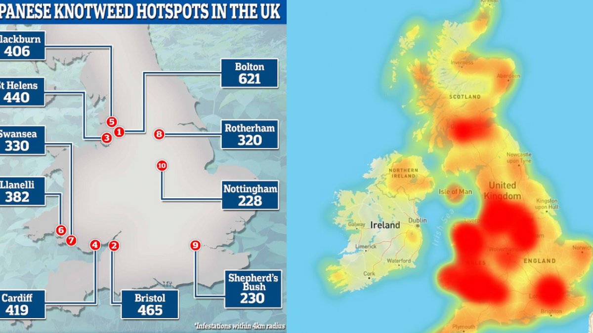 Do you live in one of Britain's Japanese knotweed hotspots? Interactive map shows where invasive plant that can grow through bricks and foundations is flourishing